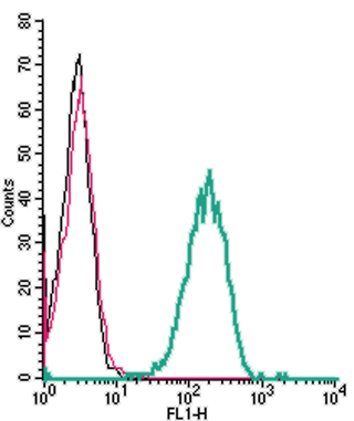 Cell surface detection of β1-adrenoceptor by indirect flow cytometry in live intact human THP-1 monocytic leukemia cells: