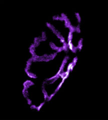 α-Bungarotoxin-ATTO Fluor-633