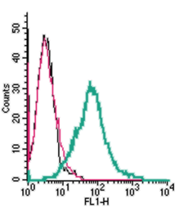 Cell surface detection of 5HT2A Receptor (HTR2A) by indirect flow cytometry in live intact human MEG-01 megakaryoblastic leukemia cells: