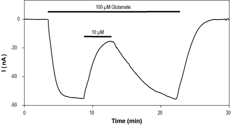 Alomone Labs YM 90K hydrochloride inhibits GluA1 channels heterologously expressed in Xenopus oocytes.