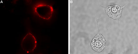 Expression of RAMP1 in rat PC12 cells
