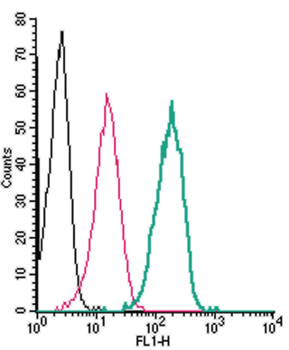 Cell surface detection of SLC7A2 by indirect flow cytometry in live intact human THP-1 monocytic leukemia cells: