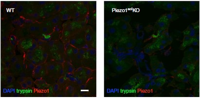 Anti-Piezo1 Antibody Anti-Piezo1 Antibody