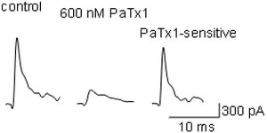 Phrixotoxin-1