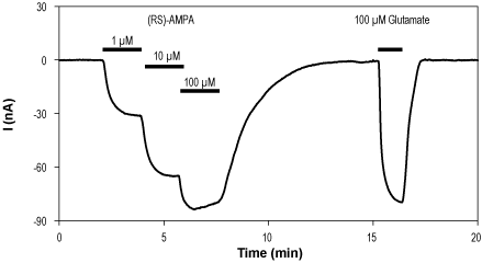 Alomone Labs (RS)-AMPA activates GluA1 channels expressed in Xenopus oocytes.