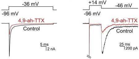 4,9-Anhydrotetrodotoxin 4,9-Anhydrotetrodotoxin