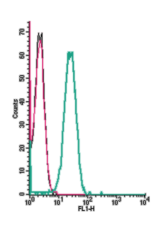 Cell surface detection of CXCR5 by indirect flow cytometry in live intact human Raji Burkitt's lymphoma B cells