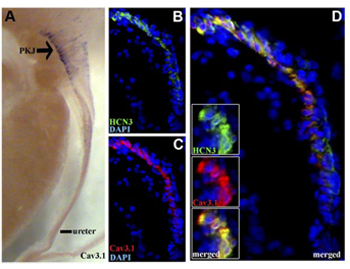 Anti-CACNA1G (Cav3.1) Antibody Anti-CACNA1G (Cav3.1) Antibody