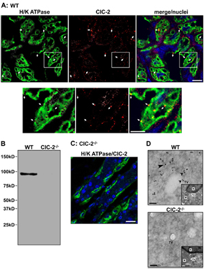 Anti-CLC-2 (CLCN2) Antibody Anti-CLC-2 (CLCN2) Antibody