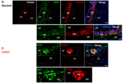 Anti-P2X7 Receptor (extracellular)-ATTO Fluor-488 Antibody
