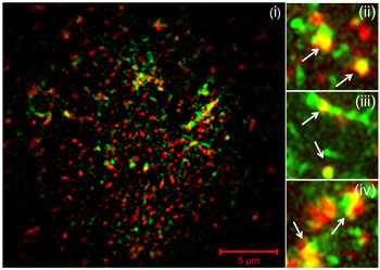 Anti-P2X7 Receptor (extracellular)-FITC Antibody