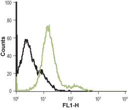 Cell surface detection of α1B-Adrenoceptor in live rat GH3 pituitary adenoma cells: