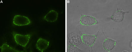 Expression of Orai1 in rat RBL cells