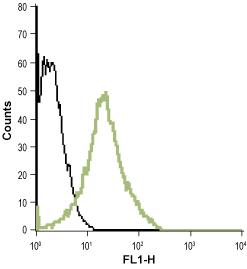 Cell surface detection of LTB4R in live intact human promyelocytic leukemia HL-60 cell line: