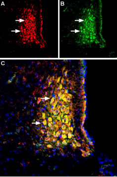 Anti-Neurokinin 1 Receptor (NK1R) (extracellular)-ATTO Fluor-488 Antibody