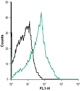 Cell surface detection of NK1 receptor in MEG-O1 living cells: