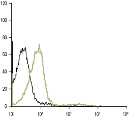 Cell surface detection of α1D-Adrenoceptor in intact live Jurkat cells: