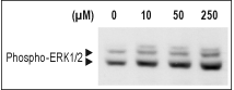 Alomone Labs SLIGKV-NH2 induces MAPK activation in MDA-231 cells via PAR2 activation.