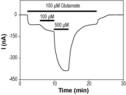 Alomone Labs IDRA 21 potentiates GluA1 channels expressed in Xenopus oocytes.
