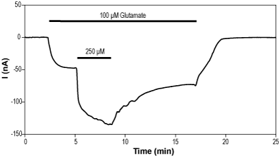 Alomone Labs PEPA potentiates GluA1 channels expressed in Xenopus oocytes.