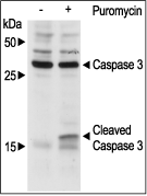 Alomone Labs Puromycin induces apoptosis in Jurkat cells.