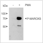 Alomone Labs PMA activates PKC in NIH-3T3 cells.