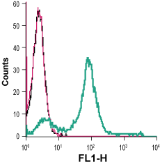 Cell surface detection of monocarboxylate transporter 1 in live intact human Jurkat T-cell leukemia cells: