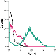 Cell surface detection of ANO6 in live human MEG-01 megakaryoblastic leukemia cell line:
