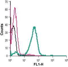 Cell surface detection of CRTH2 in live intact mouse P815 mast cells: