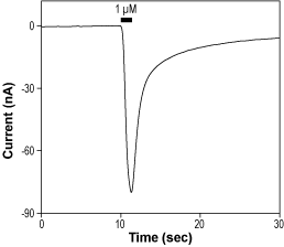 Alomone Labs ATPA activates GluK1 (GluR5) kainate receptors expressed in Xenopus oocytes.