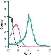 Cell surface detection of Glucose transporter 3 in live intact mouse J774 macrophage cells: