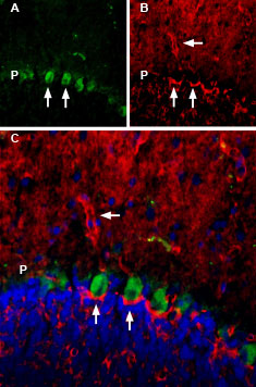 Anti-Aquaporin 4 (AQP4) (300-314)-ATTO Fluor-594 Antibody Anti-Aquaporin 4 (AQP4) (300-314)-ATTO Fluor-594 Antibody