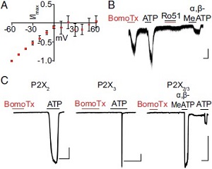 BomoTx Toxin BomoTx Toxin