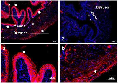 Anti-KCNMA1 (KCa1.1) (extracellular) Antibody Anti-KCNMA1 (KCa1.1) (extracellular) Antibody