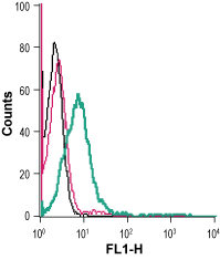 Cell surface detection of GLUT1 in live intact human Jurkat T-cell leukemia cells: