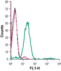Cell surface detection of Nectin-3 in live intact human Jurkat T-cell leukemia cells: