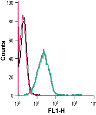 Cell surface detection of SVCT2 in live intact human Jurkat T-cell leukemia cells: