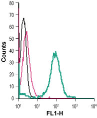 Cell surface detection of EphA6 in live intact human THP-1 monocytic leukemia cells: