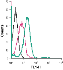 Cell surface detection of GLUT3 in live intact human THP-1 monocytic leukemia cells: