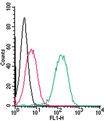 Cell surface detection of Robo1 live intact human THP-1 monocytic leukemia cells: