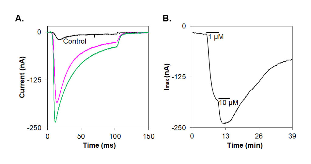 Alomone Labs Iota-Conotoxin RXIA affects the activation of NaV1.6 channels expressed in Xenopus oocytes.