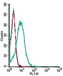 Cell surface detection of SLC28A3/CNT3 in live intact human HL-60 promyelocytic leukemia cells: