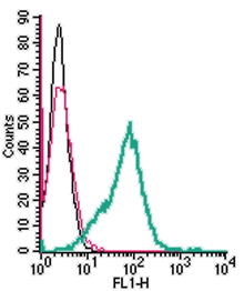 Cell surface detection of RAGE in live intact mouse BV-2 microglia cell line: