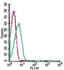 Cell surface detection of SLC19A1 in live intact human Jurkat T-cell leukemia cells: