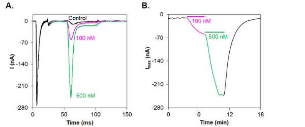 Alomone Labs Cn2 Toxin activates Nav1.6 channels expressed in Xenopus oocytes.