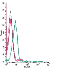 Cell surface detection of MAGT1 by indirect flow cytometry in live intact human Jurkat T-cell leukemia cells: