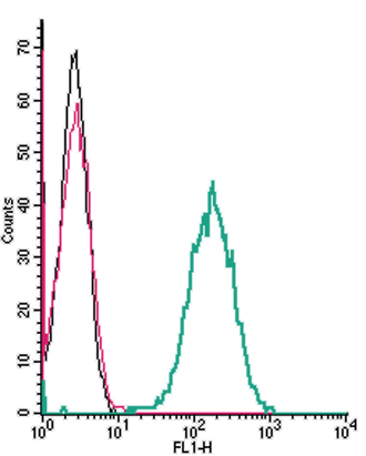 Cell surface detection of C5aR2 by indirect flow cytometry in live intact mouse J774 macrophage cell line: