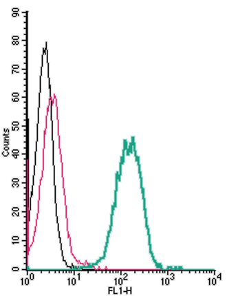 Cell surface detection of EphA4 by indirect flow cytometry in live intact human THP-1 monocytic leukemia cell line: