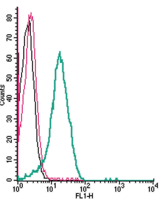 Cell surface detection of SLC7A8 by indirect flow cytometry in live intact human Jurkat T-cell leukemia cell line: