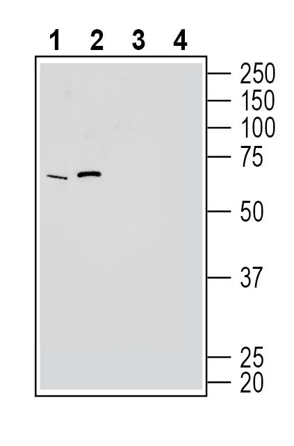 Western blot analysis of rat brain membranes (lanes 1 and 3) and mouse brain membranes (lanes 2 and 4):